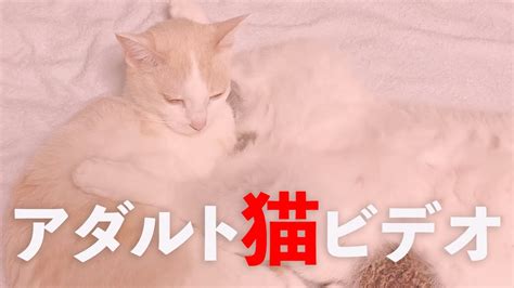 猫エロ動画 